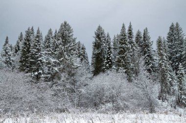 Kış ormanı karla kaplı