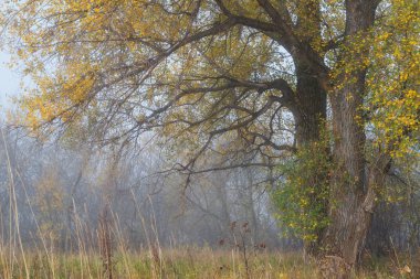 kavak orman puslu sabah