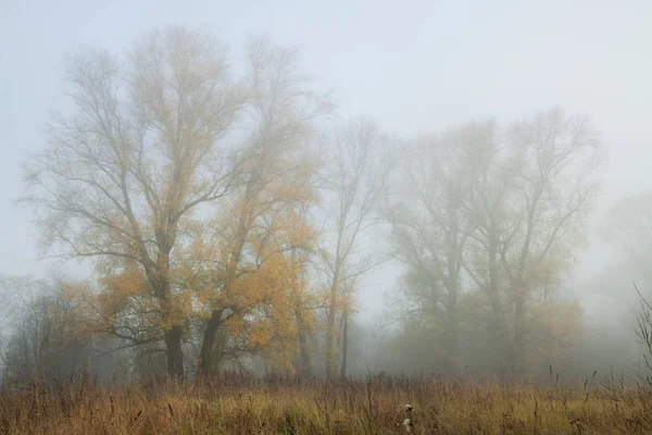 Туманное утро в тополе — стоковое фото