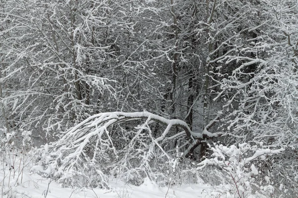 Деревья, покрытые снегом крупным планом — стоковое фото