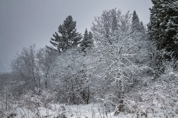 Bosque de invierno cubierto de nieve —  Fotos de Stock