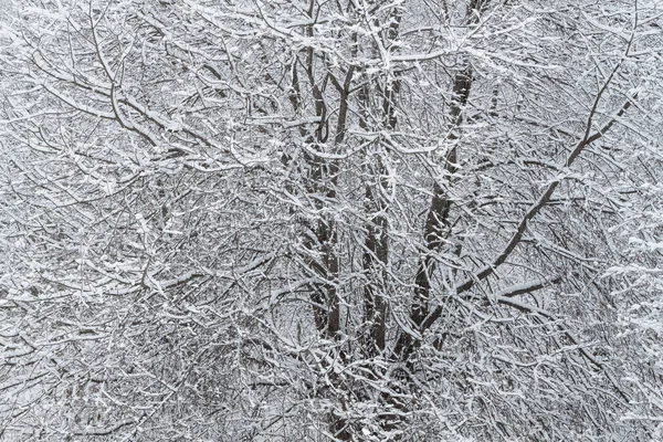 Árvores cobertas com neve closeup — Fotografia de Stock