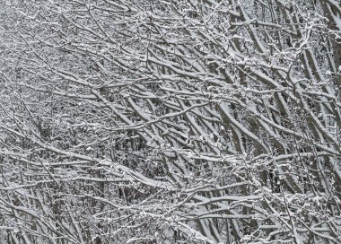 kar closeup ile kaplı dalları