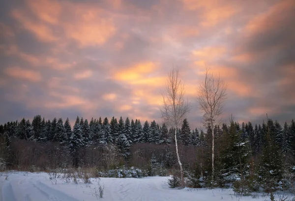 Abend im Winterwald — Stockfoto