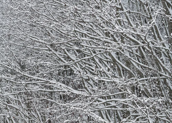 Větve pokryté sněhem closeup — Stock fotografie