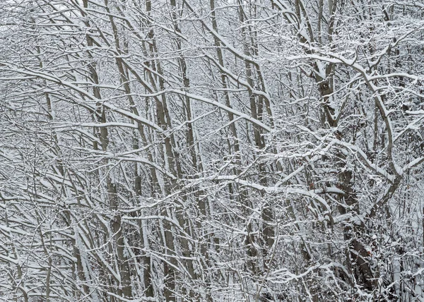 Mit Schnee bedeckte Äste Nahaufnahme — Stockfoto