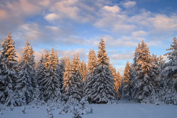 Зимние хвойные леса — стоковое фото
