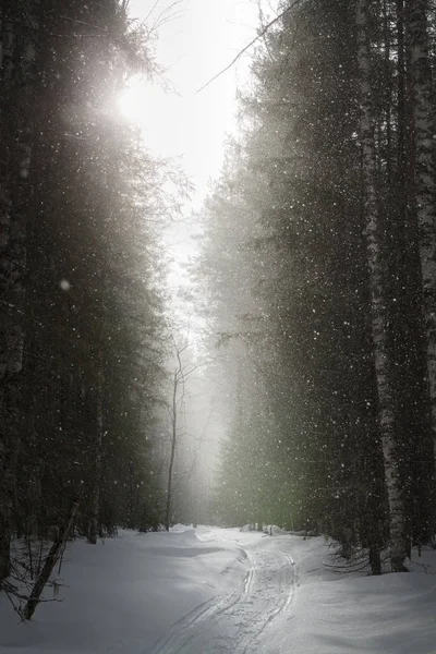 Снегопад в лесу — стоковое фото