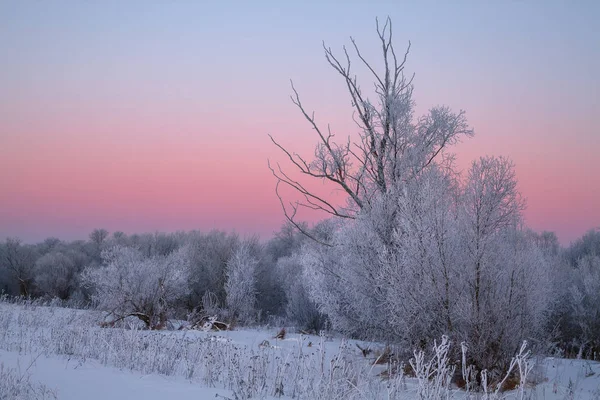 Bushes covered by hoarfrost — Stock Photo, Image