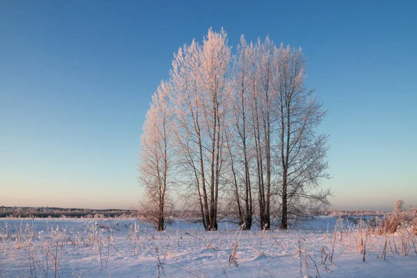 Kleiner Pappelhain frostiger Winter — Stockfoto