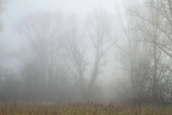 Brouillard automne bosquet — Photo