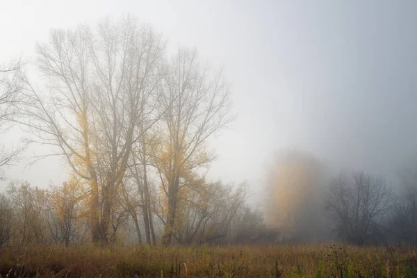 Bosque de outono nebuloso — Fotografia de Stock