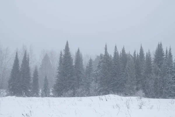 Зимний туманный лес — стоковое фото