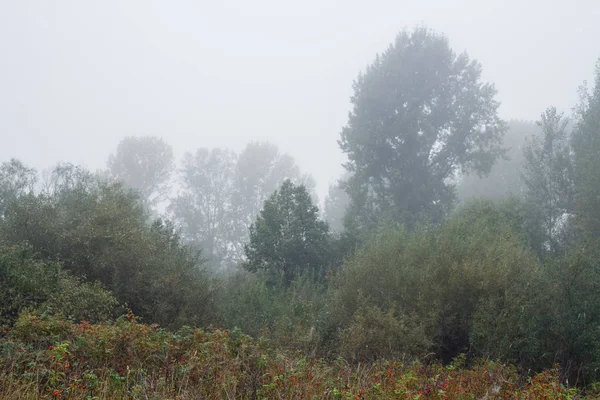 sisli sonbahar sabahı