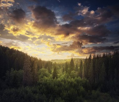 Orman ve günbatımı