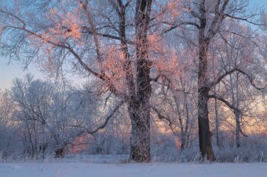 Ormanda kış akşamı