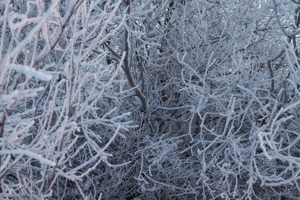 Zimowy las wieczorem — Zdjęcie stockowe