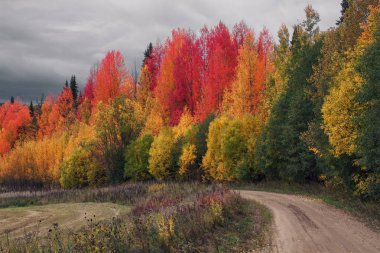 sonbahar renkli yeşillik koruyu