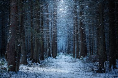 Kış kozalaklı ormanları