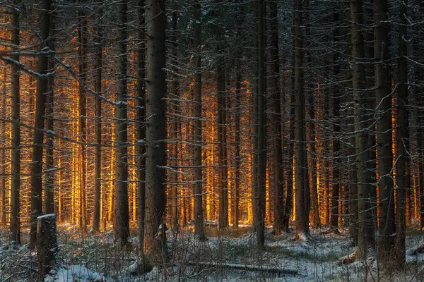 Bosque de coníferas de invierno —  Fotos de Stock