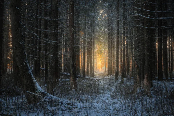 Zimní jehličnatý les — Stock fotografie