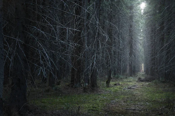 Dark mystic forest — Stock Photo, Image