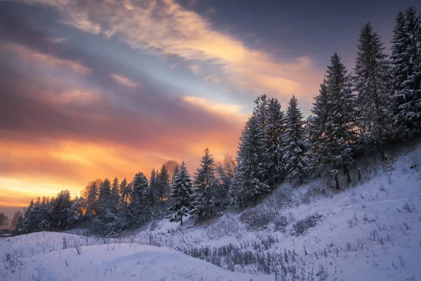 Floresta de inverno ao pôr do sol — Fotografia de Stock