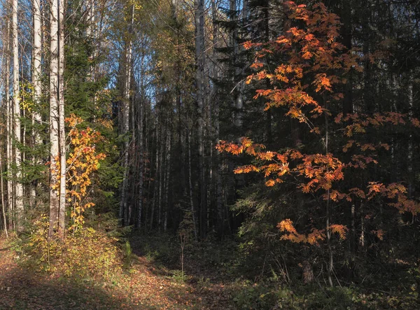 Sonbahar karanlık orman — Stok fotoğraf