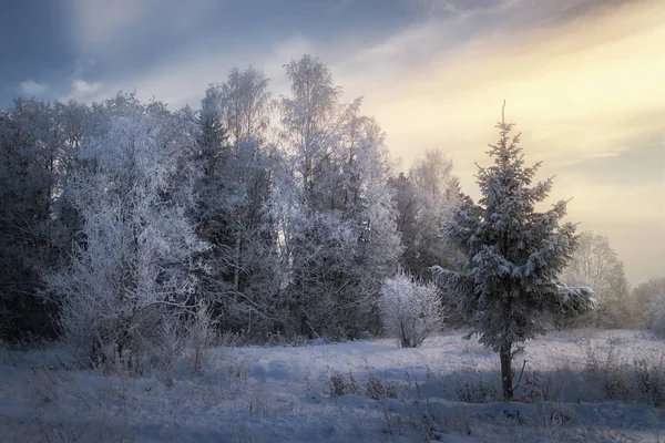 Forêt gelée le matin — Photo