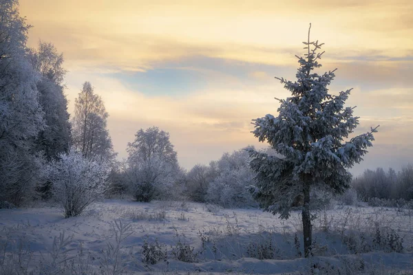 Замерзший лес по утрам — стоковое фото