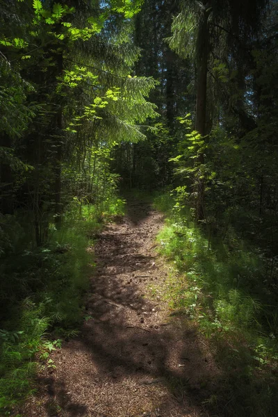 Caminho na floresta de verão — Fotografia de Stock