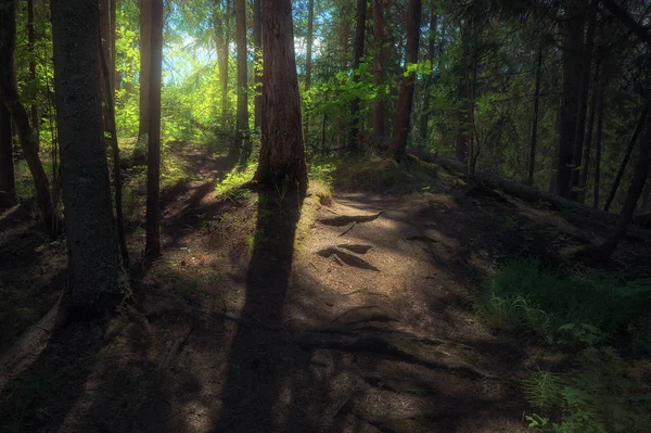Karanlık ormanın içinde güneş ışığı — Stok fotoğraf