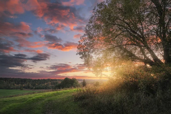 Magnifique coucher de soleil dans le champ — Photo