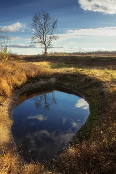 Lonely poplar with fallen leaves reflected in a puddle — Stock Photo, Image