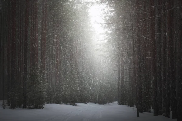 Nieve en el bosque —  Fotos de Stock