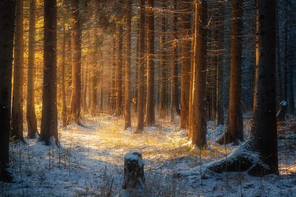 Kış kozalaklı ormanları — Stok fotoğraf