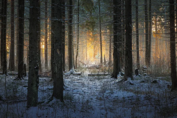 Bosque de coníferas de invierno —  Fotos de Stock