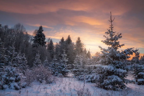 晚上的冬季森林 — 图库照片