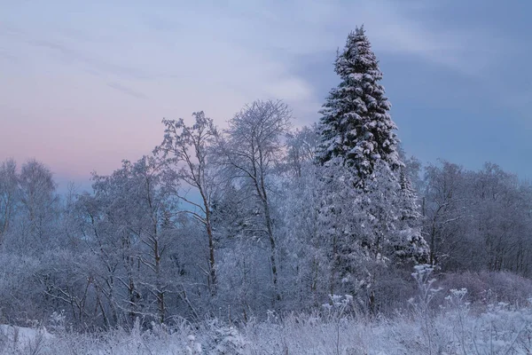 Χειμερινό δάσος το βράδυ — Φωτογραφία Αρχείου