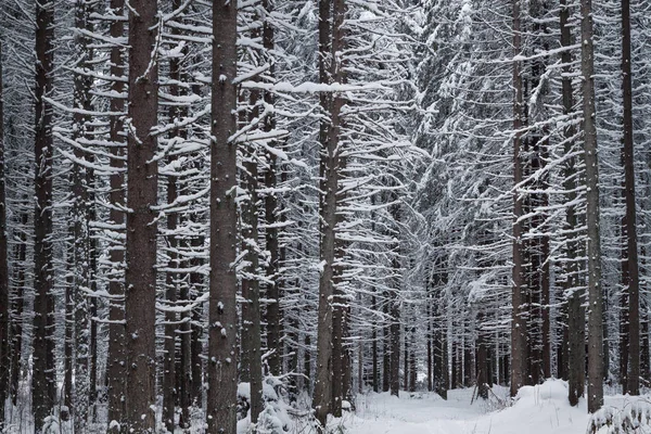 Зимний лес крупным планом — стоковое фото