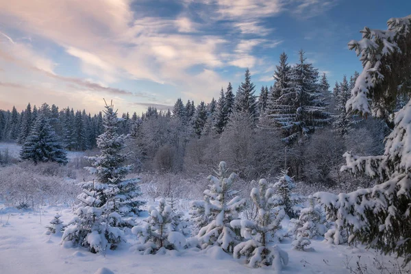 Прекрасний зимовий день у лісі — стокове фото