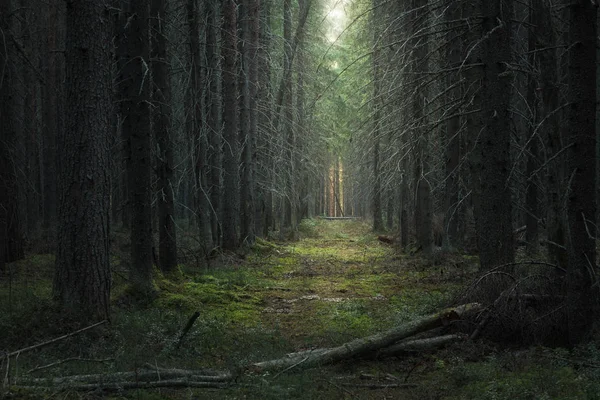 Pfad im stimmungsvollen dunklen Nadelwald — Stockfoto