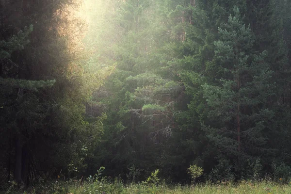 Glamata della foresta — Foto Stock