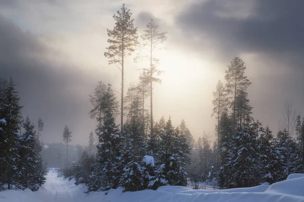 Queda de neve na floresta — Fotografia de Stock