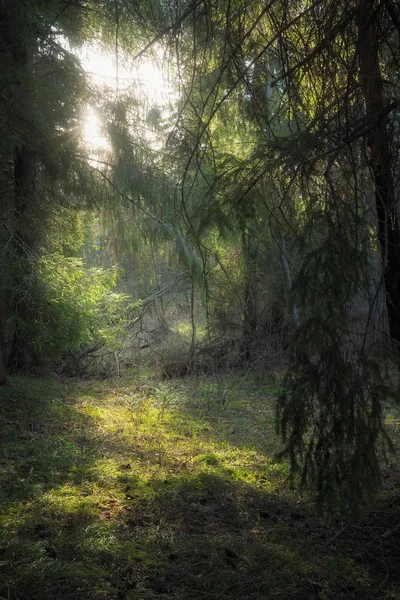 Dunkler Wald und Sonnenlicht lizenzfreie Stockbilder