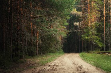 Çam ormanında orman yolu