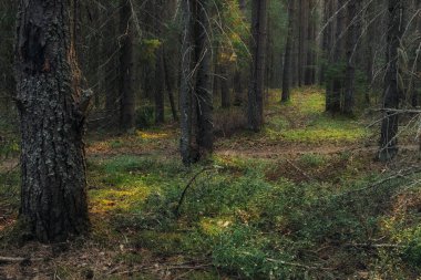 Bir yaz akşamında kozalaklı bir ormanın kenarında
