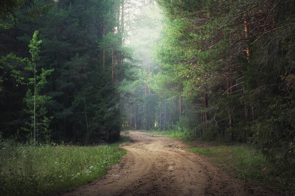 forest road in the pine forest
