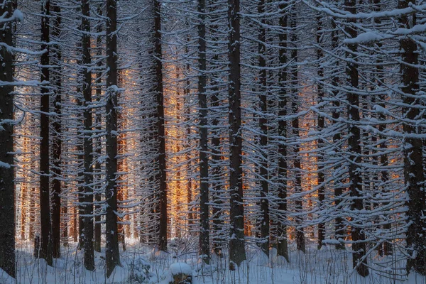 Bosque de coníferas de invierno — Foto de Stock