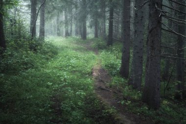 Sisli kozalaklı ormanda yol